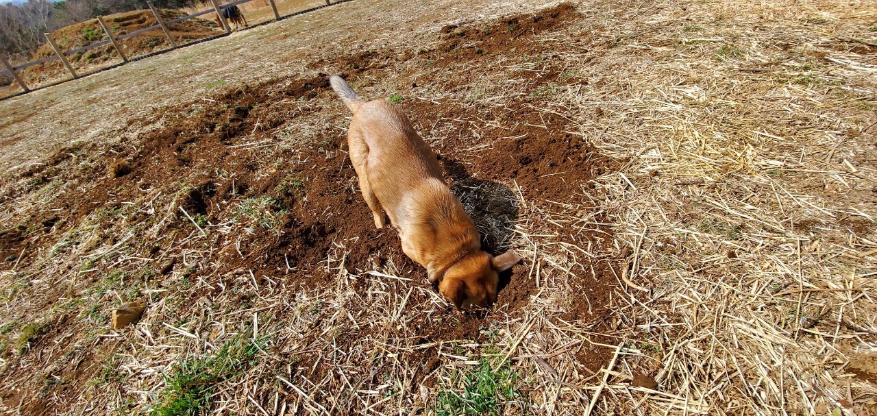 犬の穴掘り行動 Only Wan 愛犬のお庭