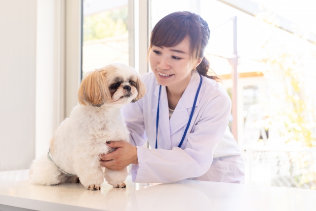 犬のワクチン接種 犬パルボウイルス感染症 Dog Training Only Wan