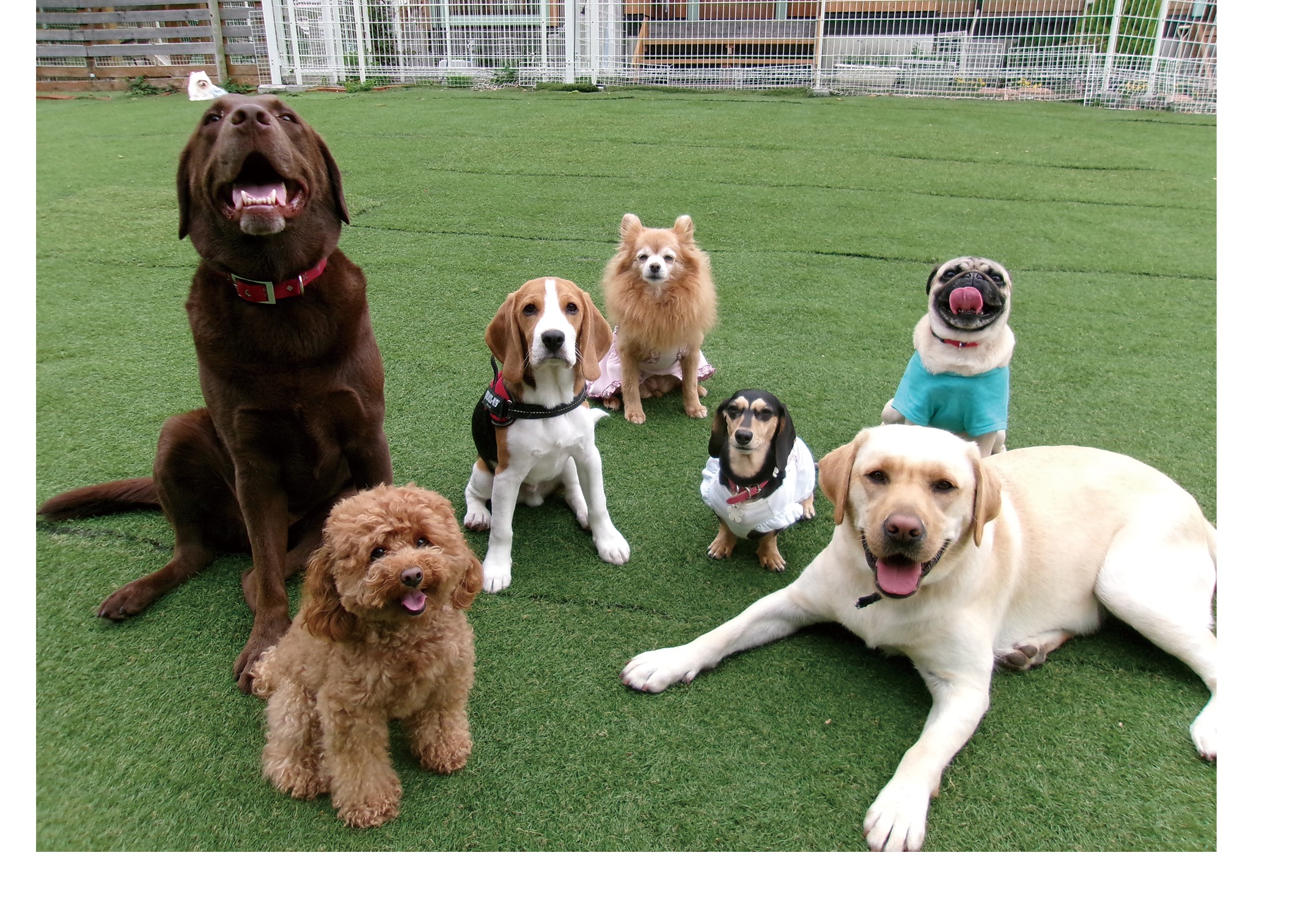 静岡県・伊東市・伊豆エリアでドッグカフェ＆犬のしつけなら｜Only WAN
