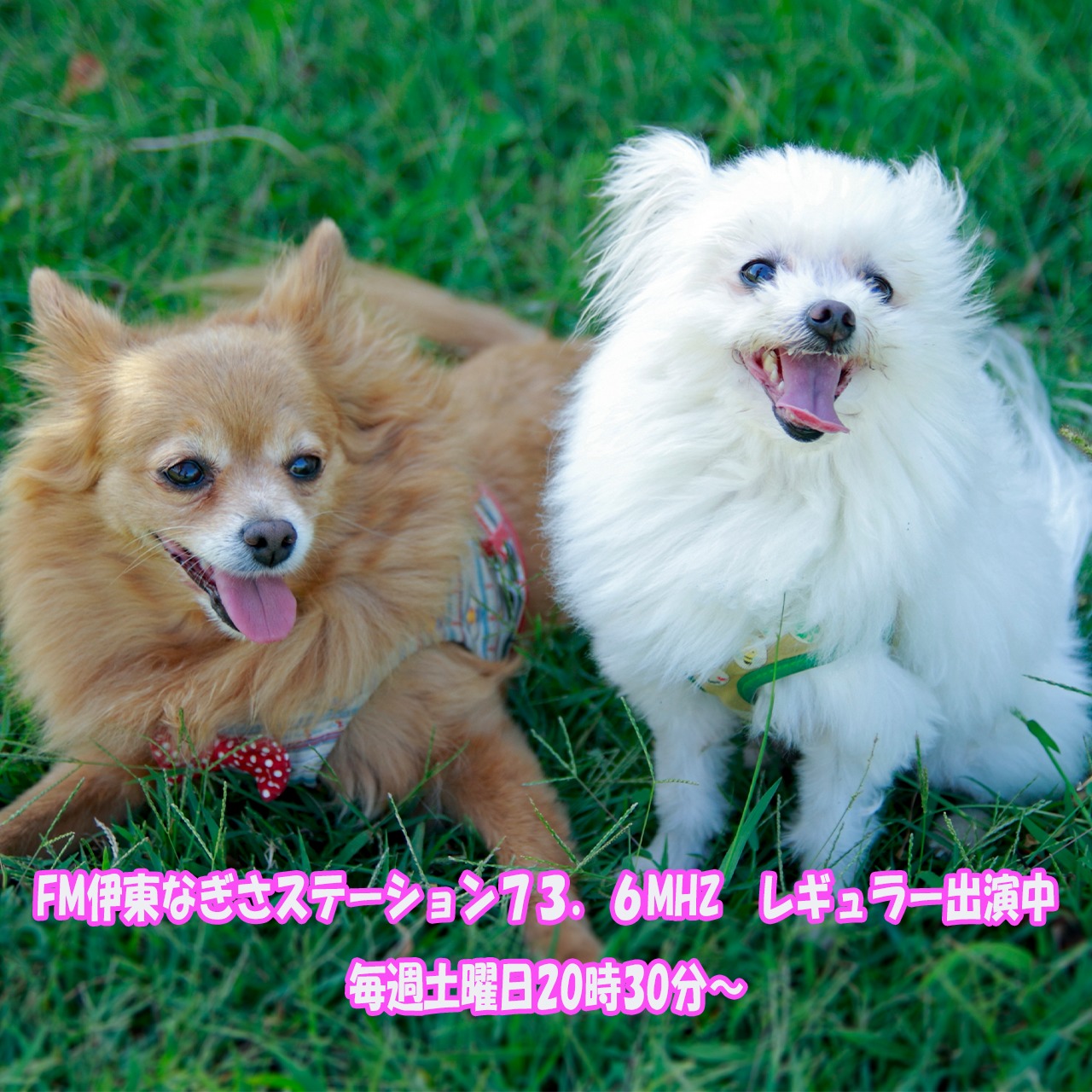 TOP - Only・WAN～愛犬のお庭～