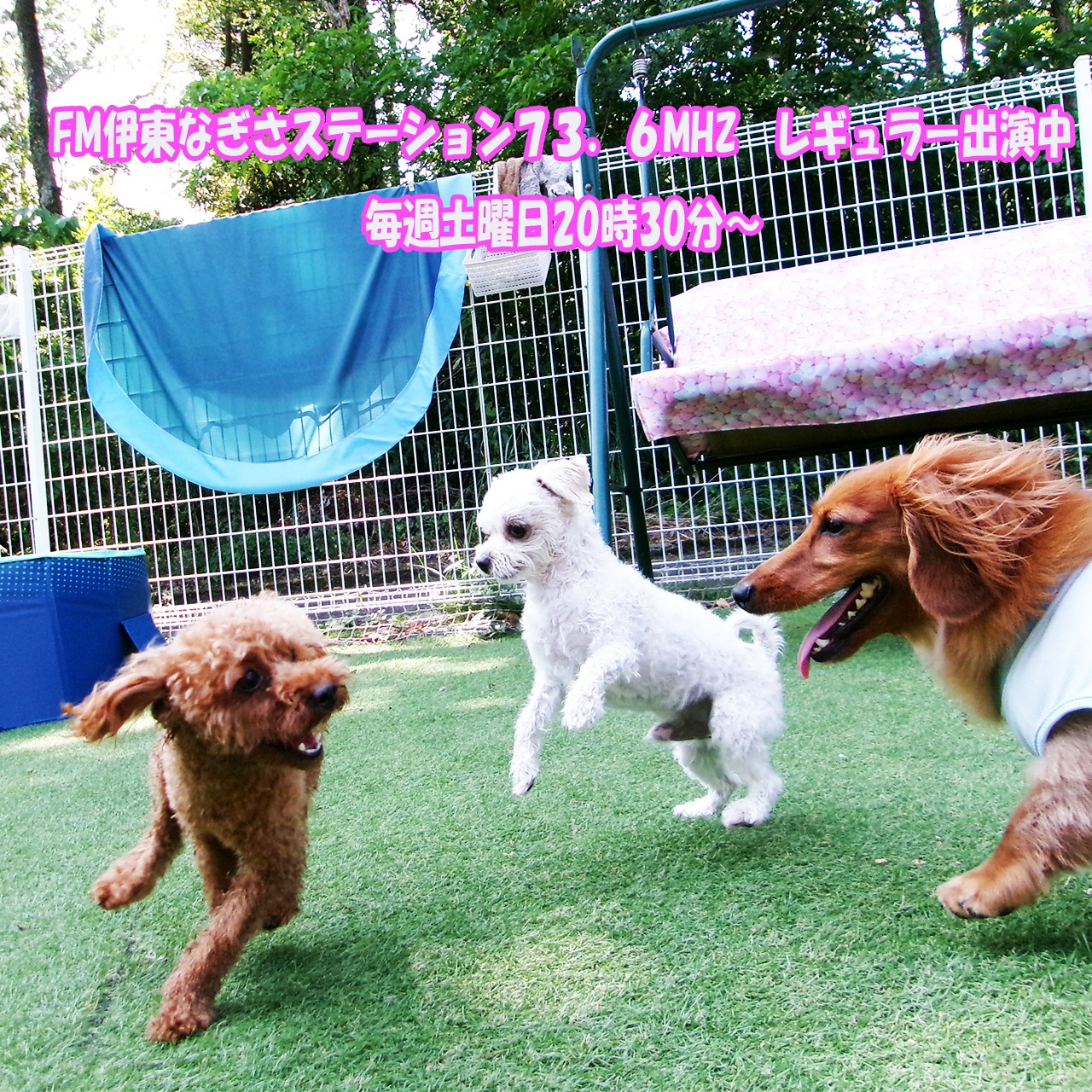 TOP - Only・WAN～愛犬のお庭～