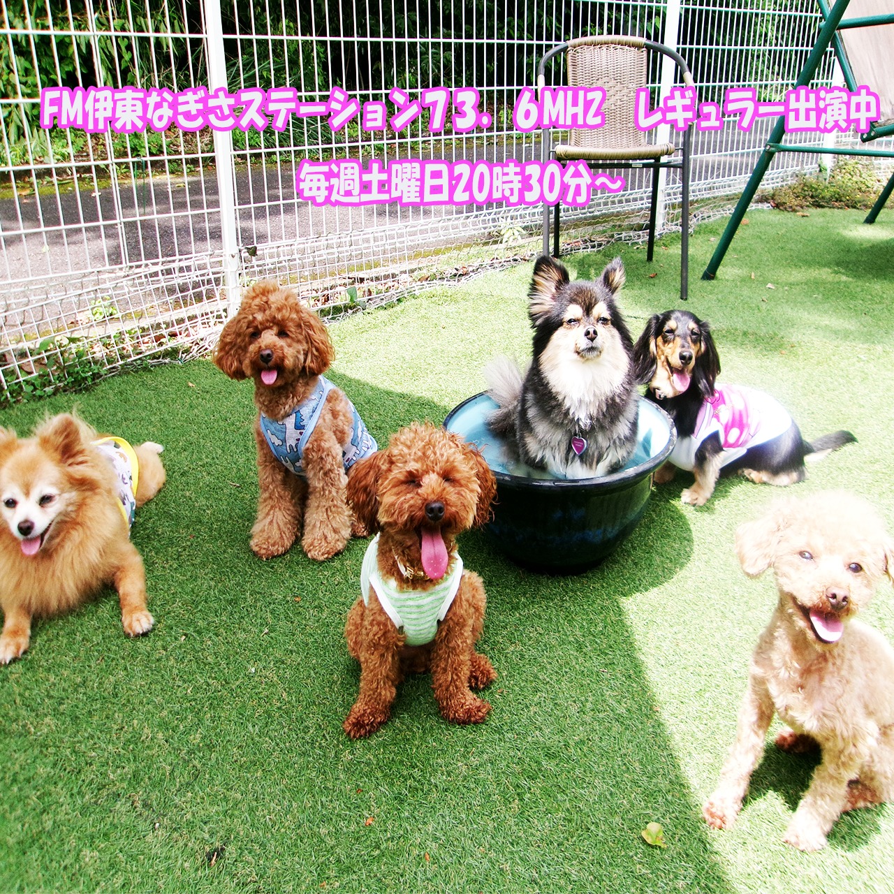 TOP - Only・WAN～愛犬のお庭～